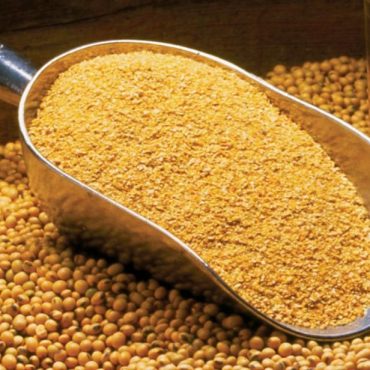 Soybean Meal